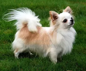 1-3 months Female Purebred Shih Tzu