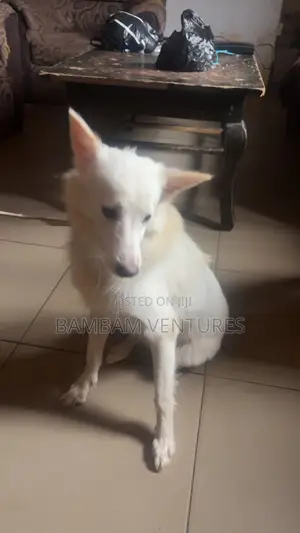 6-12 months Male Purebred American Eskimo