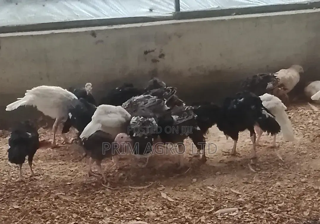 3 Month Old Turkey Available