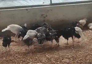 3 Month Old Turkey Available