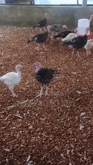 3 Month Old Turkey Available