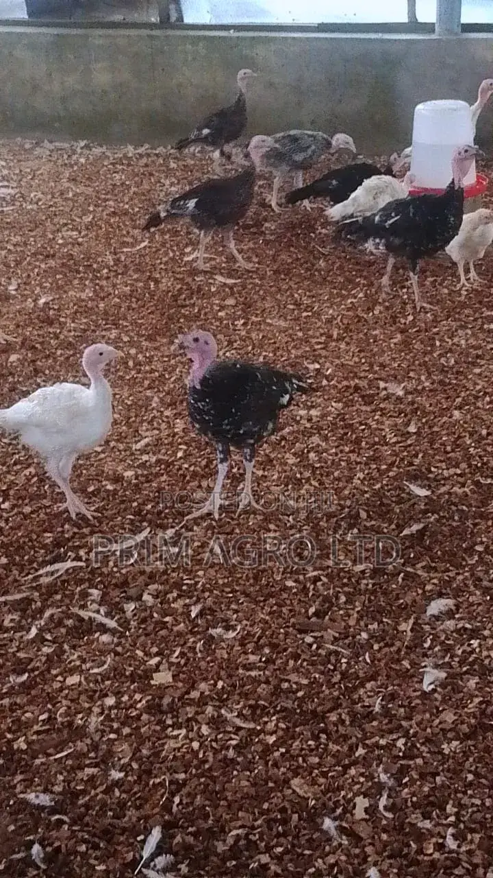 3 Month Old Turkey Available
