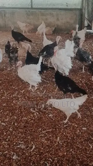 3 Month Old Turkey Available