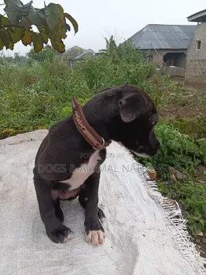 3-6 months Female Purebred American Pit Bull Terrier