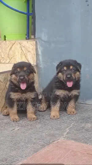 1-3 months Female Purebred German Shepherd