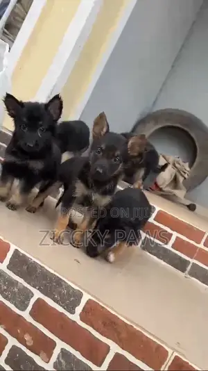 1-3 months Female Purebred German Shepherd