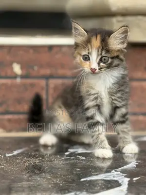 1-3 months Female Mixed Breed Turkish Van