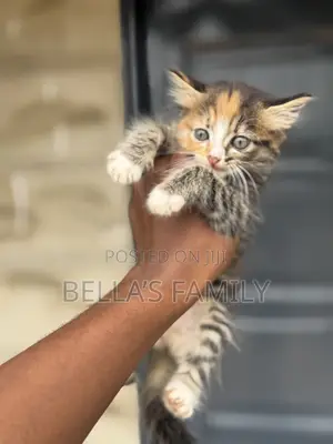 1-3 months Female Purebred Turkish Van