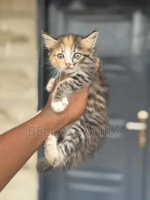 1-3 months Female Purebred Turkish Van