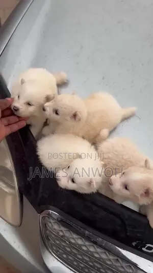 0-1 month Female Purebred American Eskimo