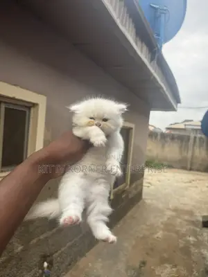 1-3 months Male Purebred Persian