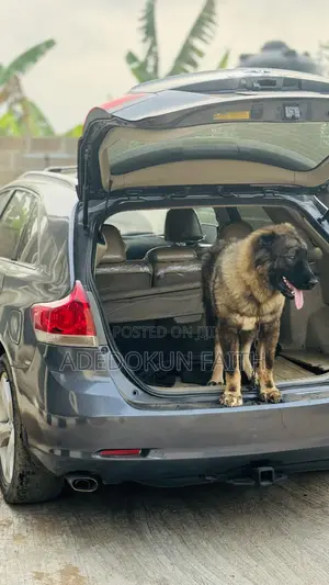 1+ year Female Purebred Caucasian Shepherd