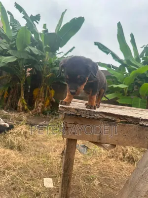 1-3 months Male Purebred Rottweiler