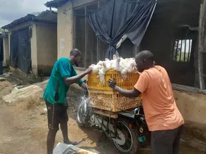 Broilers at 4,100 Naira Per Kg Dressed Weight