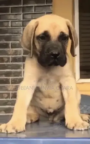 1-3 months Male Purebred Boerboel