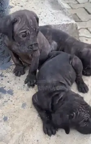 1-3 months Female Purebred Boerboel