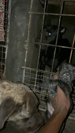 1-3 months Female Purebred Cane Corso