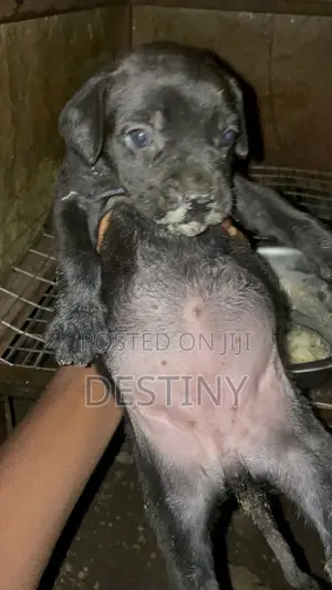 1-3 months Female Purebred Cane Corso