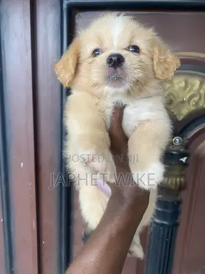 1-3 months Male Purebred Lhasa Apso