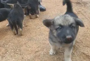 1-3 months Female Purebred German Shepherd