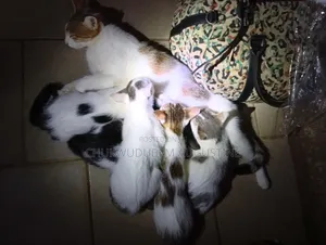 1-3 months Female Mixed Breed American Shorthair
