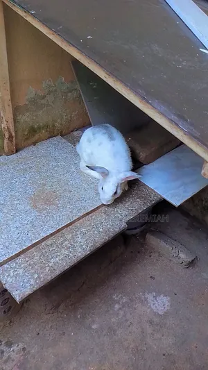 Animal Husbandry