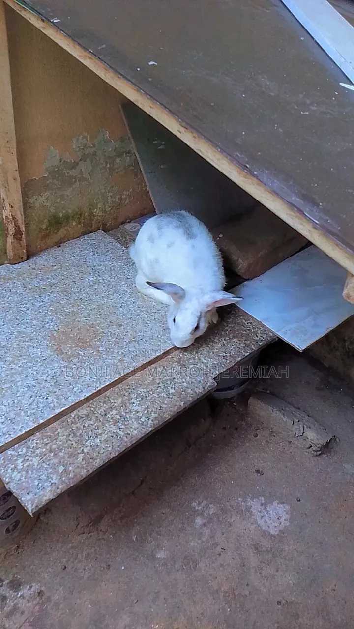 Animal Husbandry