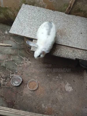 Animal Husbandry