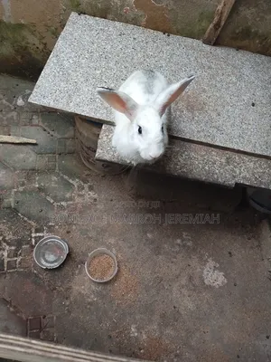 Animal Husbandry