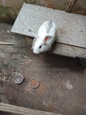 Animal Husbandry