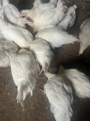 Shedy’Og Poultry Birds