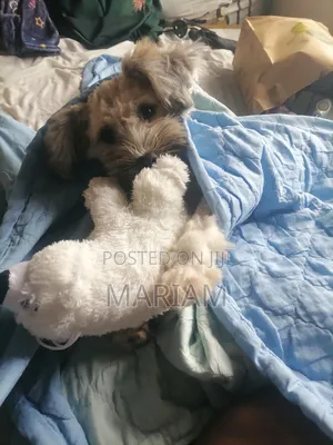 1+ year Male Purebred Lhasa Apso