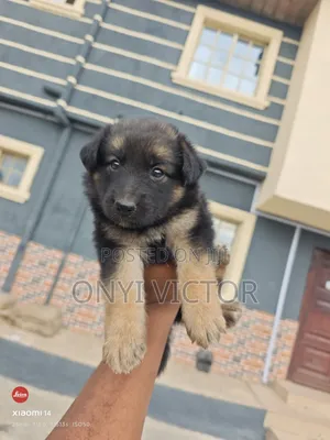 1-3 months Female Purebred German Shepherd