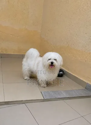 6-12 months Female Purebred Lhasa Apso