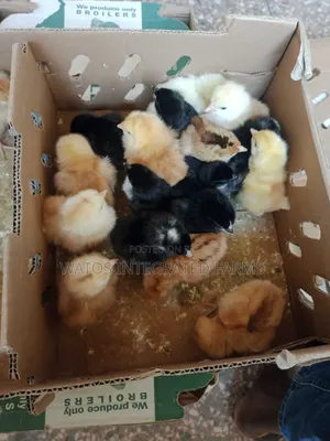 Day Old AMO Noiler