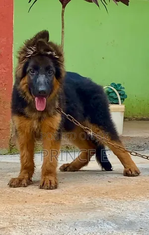 1-3 months Female Purebred German Shepherd