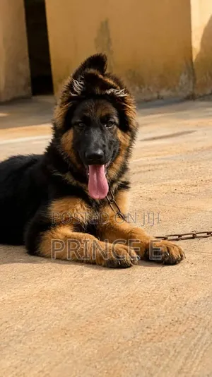 1-3 months Female Purebred German Shepherd