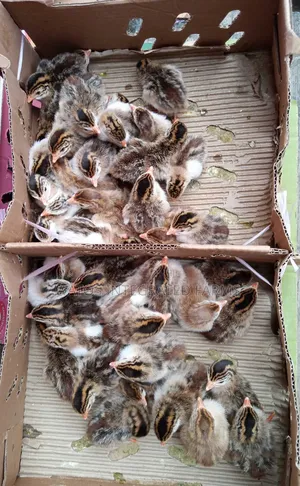 Day Old Imported Keet (Guinea Fowl)