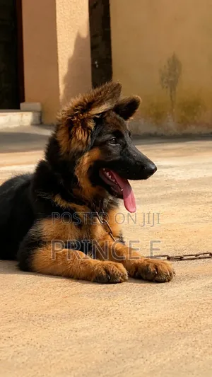 1-3 months Female Purebred German Shepherd