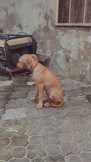 1-3 months Male Purebred Boerboel