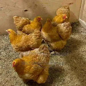 Day Old Brahma ((Multicoloured)