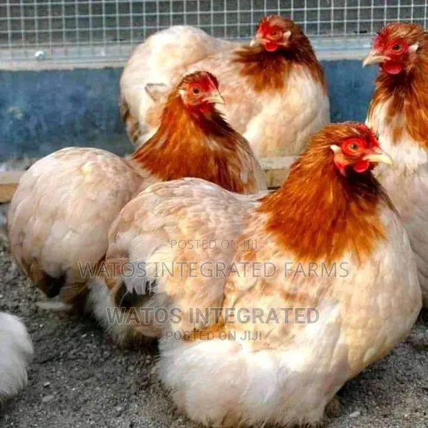 Day Old Brahma ((Multicoloured)