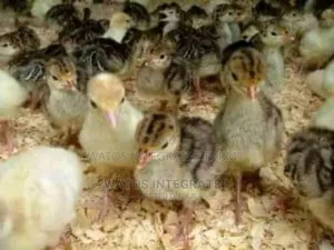 Day Old Local Turkey Poult