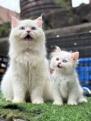 1-3 months Male Purebred Persian