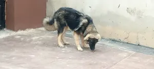 3-6 months Female Purebred Caucasian Shepherd