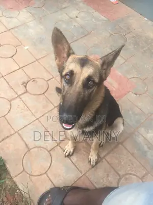 6-12 months Female Purebred German Shepherd