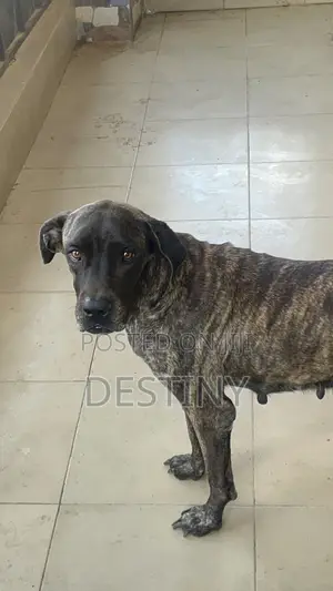 1-3 months Female Purebred Cane Corso