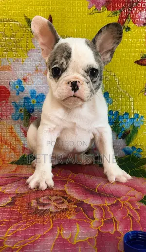 1-3 months Female Purebred French Bulldog