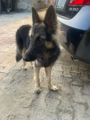 1+ year Male Purebred German Shepherd