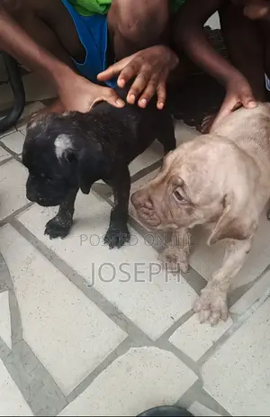 1-3 months Female Purebred Boerboel